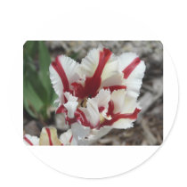 tulip,red and white fringe stickers