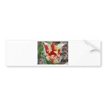 tulip,red and yellow fringe bumper stickers