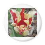 tulip,red and yellow fringe magnets