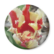 tulip,red and yellow fringe magnet