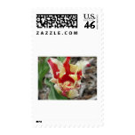 tulip,red and yellow fringe postage