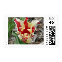 tulip,red and yellow fringe postage stamps
