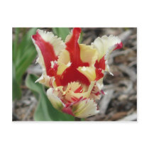 tulip,red and yellow fringe postcards