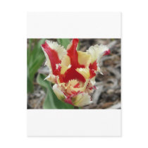 tulip,red and yellow fringe postcards