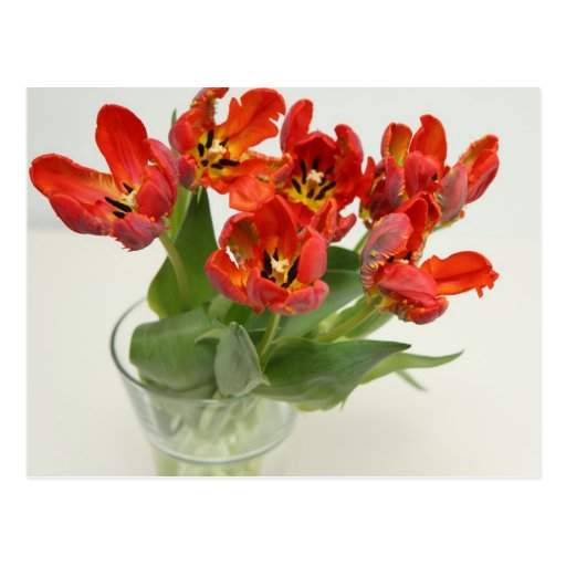Tulip red post cards