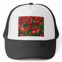 tulip,red tulips hats