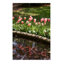 Tulip Reflections posters
