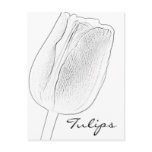 Tulip Sketch