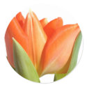 Tulip Stickers by mlane53 Tulip Stickers