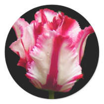 Tulip , stickers by ginaayerssignore Tulip , stickers