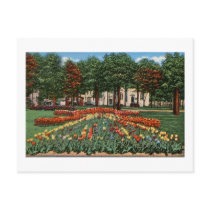 Tulip Time Holland, Michigan Post Cards