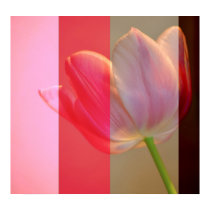 Tulip Tones posters