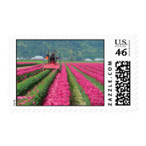 Tulip Tractor Stamp