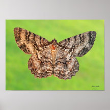 Tulip Tree Beauty Moth Photograph Print