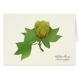 Tulip Tree Blossom - Wildflower