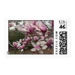 Tulip Tree Postage Stamps Tulip Tree Postage Stamps