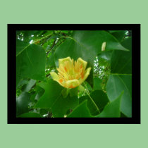 Tulip Tree Poster posters