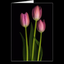 Tulip Trio cards