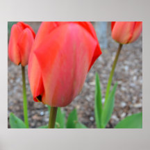 Tulip Trio Print