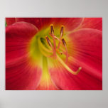 Tulip Up Close Print
