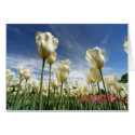 Tulip View cards