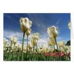 Tulip View cards