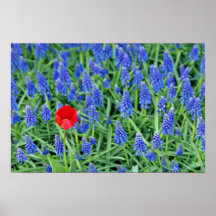 Tulip with hyacinth Yellow flowers Print