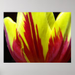 Tulip Yellow & Red Poster