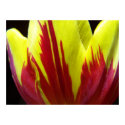 Tulip Yellow & Red Poster posters by Sarahsmile Tulip Yellow & Red Poster posters