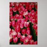Tulipa Gesneriana 'Coriolor' (Tulip) flower Print