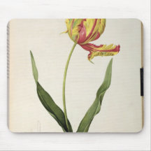Tulipa gesneriana dracontia, from 'Les Mousepads