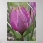 Tulipa pulchella poster