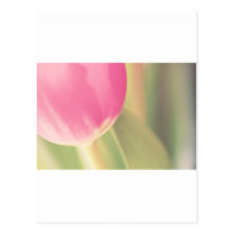 Tulipán rosado de la felpa, fotografía, plantillas tarjetas postales