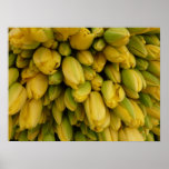 Tulipanes amarillos del poster