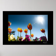 Tulipanes Impresiones
