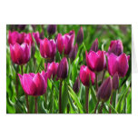 Tulipanes púrpuras felicitacion 