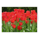 Tulipanes rojos felicitación