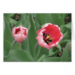 Tulipanes rosados felicitaciones