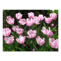 tulips 01 art photo
