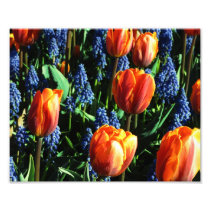 Tulips 12 Photo Print