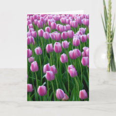 Tulips 14 Easter Card