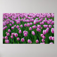 Tulips 14 Poster