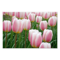 Tulips 15 Print Art Photo