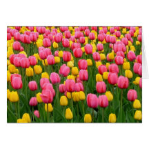 Tulips 1 Blank Greeting Card