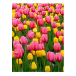 Tulips 1 Postcard
