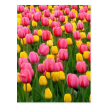 Tulips 1 Postcard