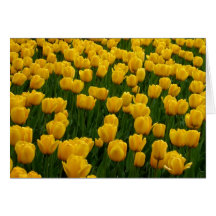 Tulips 2 Blank Greeting Card