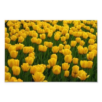 Tulips 2 Print Photograph