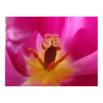 TULIPS 36 Tulip Flowers Art Prints Posters Canvas