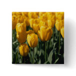 Tulips 3 pinback buttons
